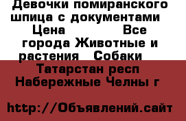 Девочки помиранского шпица с документами › Цена ­ 23 000 - Все города Животные и растения » Собаки   . Татарстан респ.,Набережные Челны г.